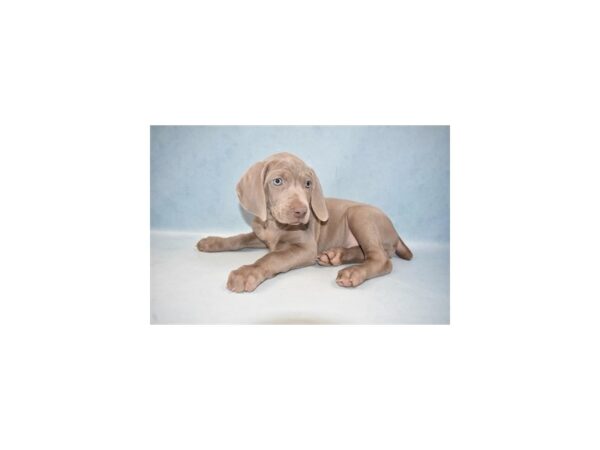 Weimaraner-DOG-Female-Grey-21519-Petland Las Vegas, Nevada