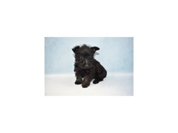 Scottish Terrier DOG Male Black 21520 Petland Las Vegas, Nevada