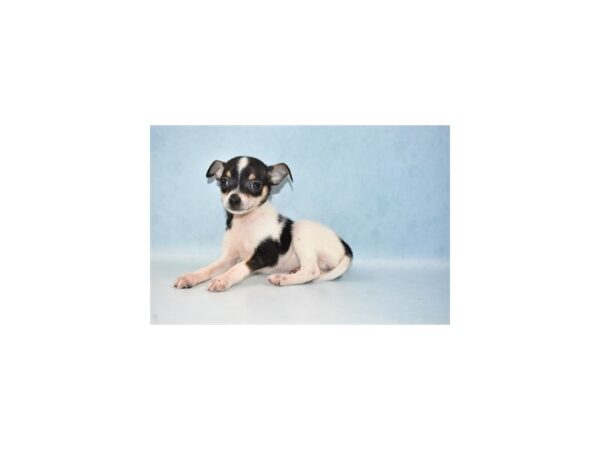 Chihuahua DOG Male Black and Tan 21515 Petland Las Vegas, Nevada