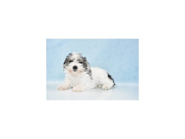 Maltese/Miniature Schnauzer DOG Female Salt and Pepper 21511 Petland Las Vegas, Nevada