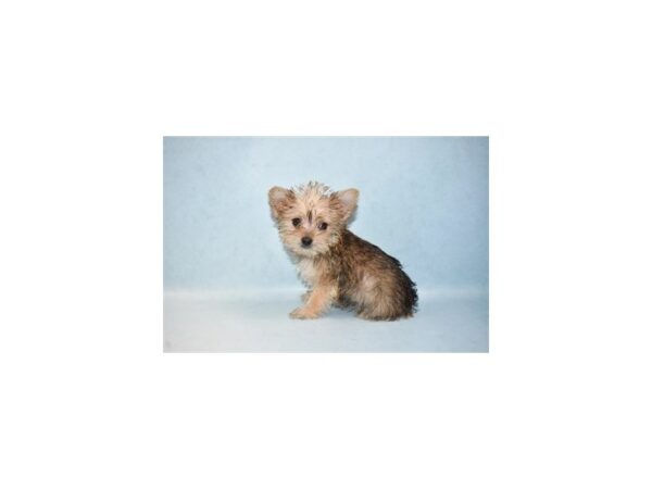 Maltese/Yorkshire Terrier DOG Female Gold 21514 Petland Las Vegas, Nevada