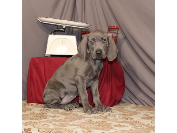 Weimaraner DOG Female Blue 21534 Petland Las Vegas, Nevada