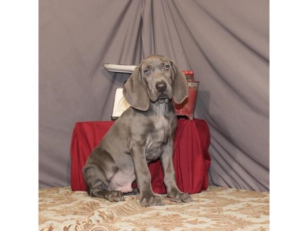 Weimaraner DOG Male Blue 21535 Petland Las Vegas, Nevada