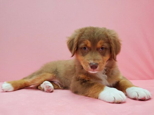 Australian Shepherd DOG Male Red 21525 Petland Las Vegas, Nevada