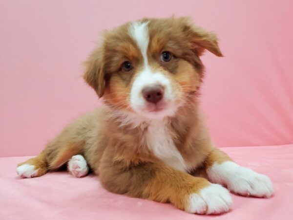 Australian Shepherd DOG Female Red 21524 Petland Las Vegas, Nevada