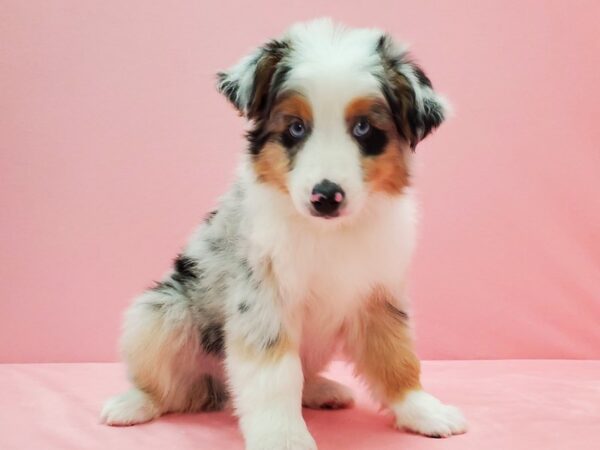 Australian Shepherd DOG Male Blue Merle 21526 Petland Las Vegas, Nevada