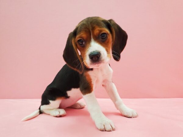 Beagle DOG Female Black Tan and White 21523 Petland Las Vegas, Nevada