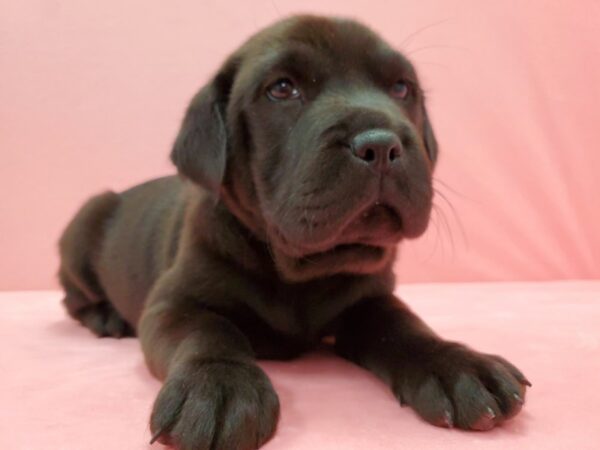 Beagle/Shar Pei DOG Female Black 21512 Petland Las Vegas, Nevada