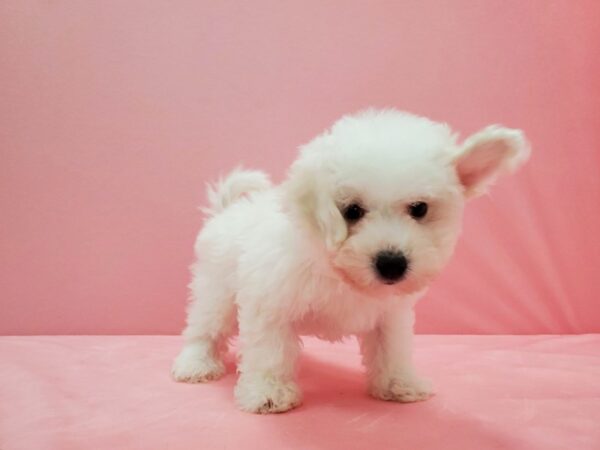 Bichon Frise DOG Female White 21527 Petland Las Vegas, Nevada