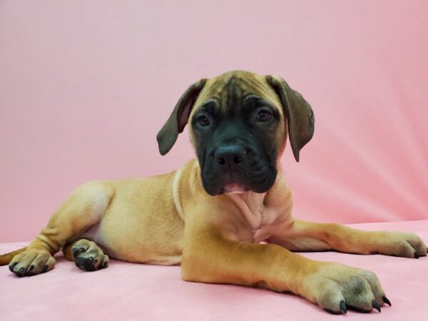 Bullmastiff DOG Female Fawn 21536 Petland Las Vegas, Nevada