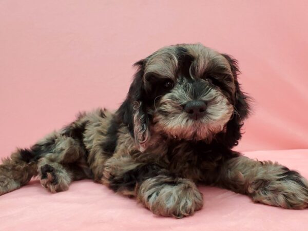 Cocker Spaniel/Poodle DOG Male Blue Merle 21537 Petland Las Vegas, Nevada