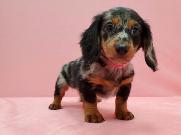 Dachshund DOG Female Black / Tan 21528 Petland Las Vegas, Nevada