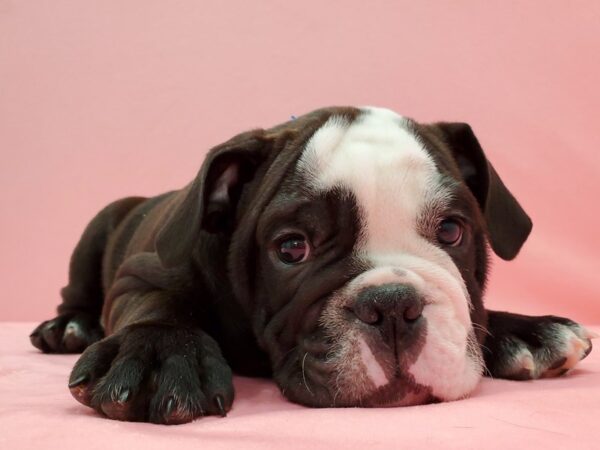 English Bulldog DOG Male Black and White 21517 Petland Las Vegas, Nevada