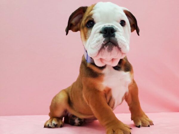 English Bulldog DOG Male Red and White 21516 Petland Las Vegas, Nevada