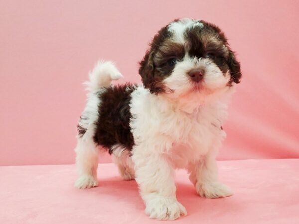 Havanese DOG Male White, Chocolate / Tan 21529 Petland Las Vegas, Nevada