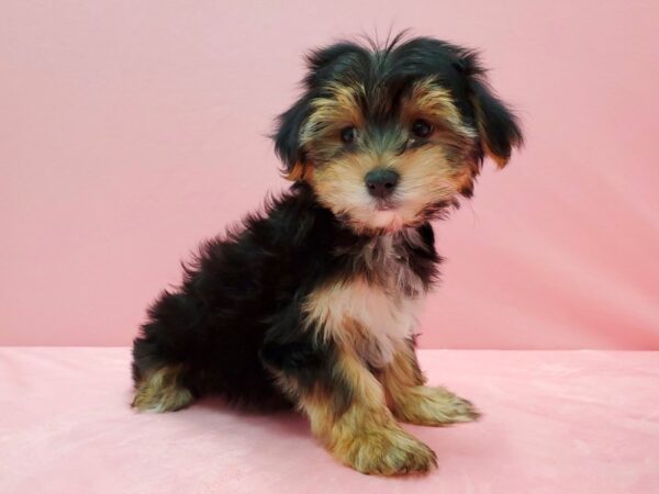 Maltese/Yorkshire Terrier DOG Female Black / Tan 21538 Petland Las Vegas, Nevada