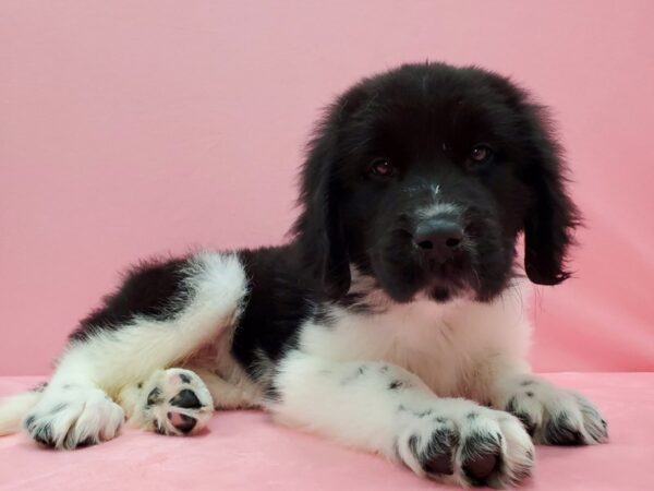 Newfoundland DOG Male Black Landseer 21530 Petland Las Vegas, Nevada