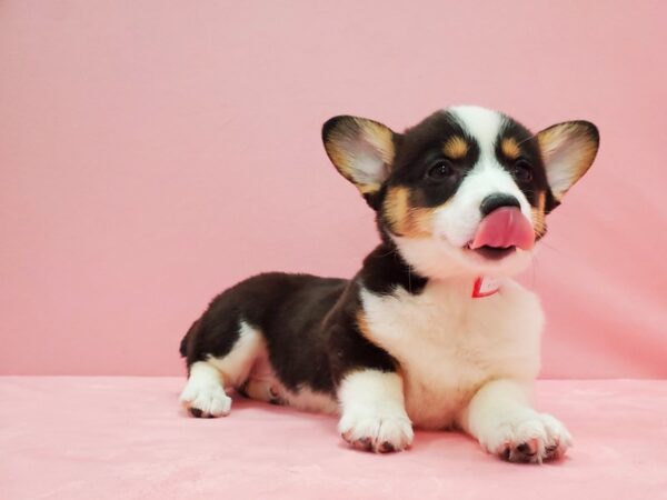 Pembroke Welsh Corgi DOG Female Black and Tan 21521 Petland Las Vegas, Nevada