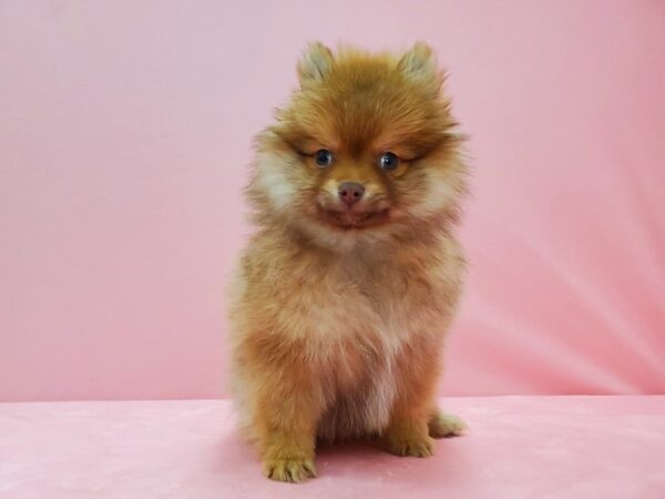 Pomeranian-DOG-Male-Chocolate Gold-21531-Petland Las Vegas, Nevada