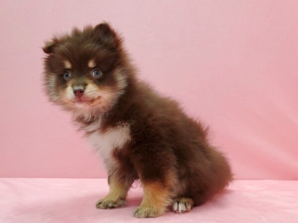 Pomeranian-DOG-Male-Chocolate / Tan-21532-Petland Las Vegas, Nevada