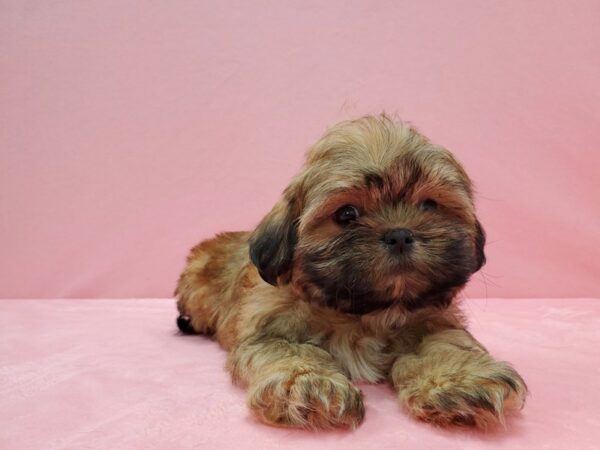 Shih Tzu DOG Male Red Gold 21533 Petland Las Vegas, Nevada