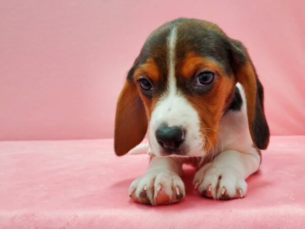 Beagle DOG Male Black Tan and White 21522 Petland Las Vegas, Nevada