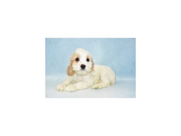 Cocker Spaniel/Poodle DOG Male White and Apricot 21551 Petland Las Vegas, Nevada