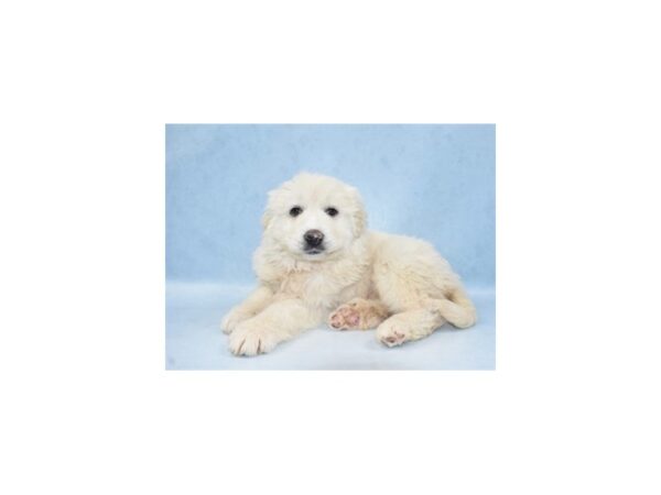 Great Pyrenees DOG Female White 21542 Petland Las Vegas, Nevada