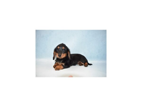 Dachshund DOG Female Black and Tan 21540 Petland Las Vegas, Nevada