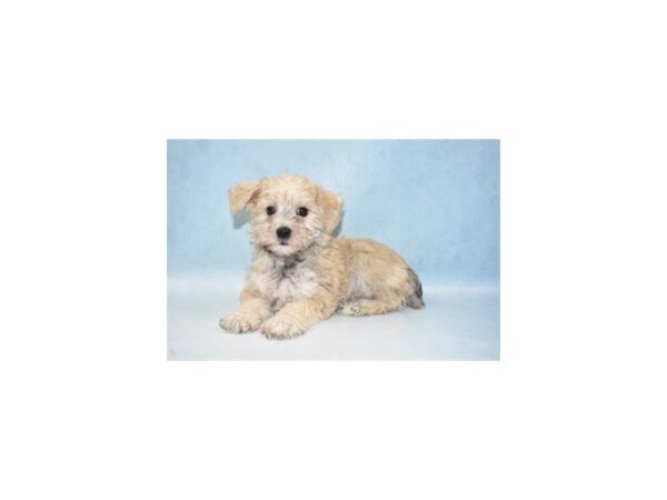 Maltese/Miniature Schnauzer-DOG-Female-Gold-21550-Petland Las Vegas, Nevada