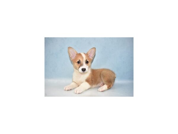 Pembroke Welsh Corgi DOG Female Sable 21543 Petland Las Vegas, Nevada