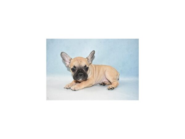 French Bulldog DOG Female Fawn 21541 Petland Las Vegas, Nevada