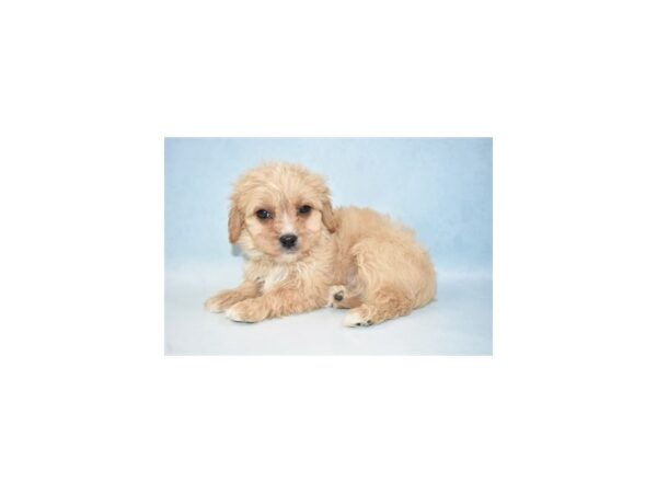 Bichon Frise/Cavalier King Charles Spaniel DOG Male Cream 21548 Petland Las Vegas, Nevada