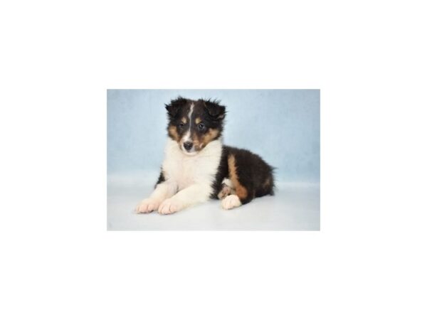 Shetland Sheepdog DOG Male Black White and Tan 21545 Petland Las Vegas, Nevada