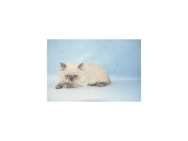 Persian CAT Female Blue 21547 Petland Las Vegas, Nevada