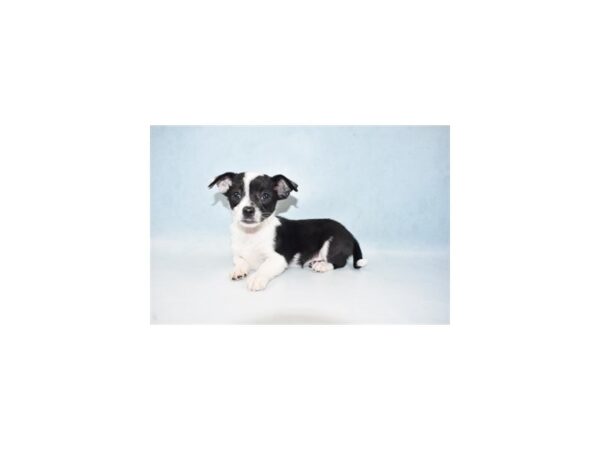 Chihuahua DOG Male Black and White 21539 Petland Las Vegas, Nevada