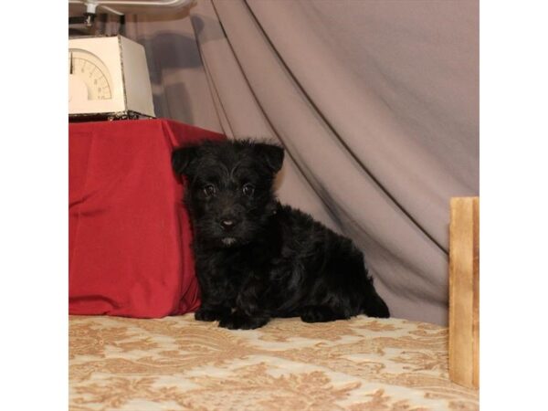 Scottish Terrier DOG Female Black 21561 Petland Las Vegas, Nevada