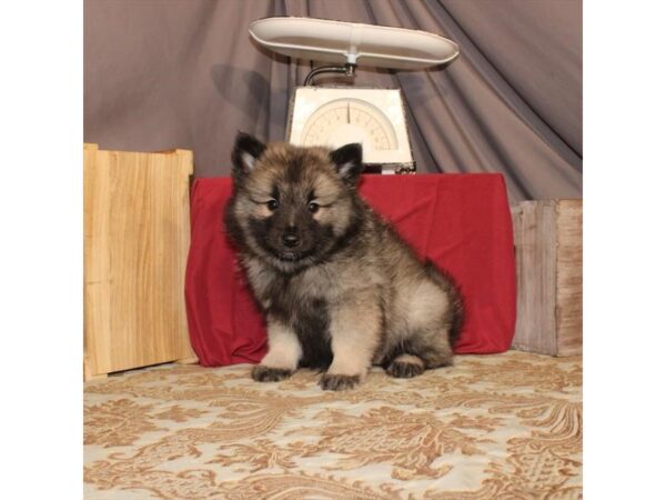 Keeshond DOG Female Black / Silver 21556 Petland Las Vegas, Nevada