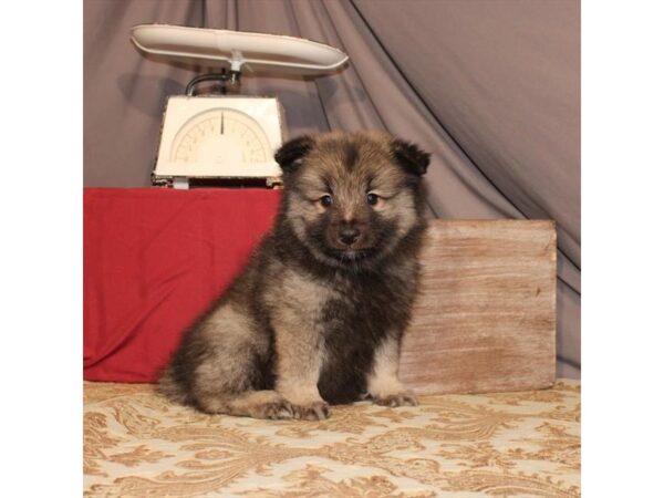 Keeshond DOG Male Black / Silver 21557 Petland Las Vegas, Nevada