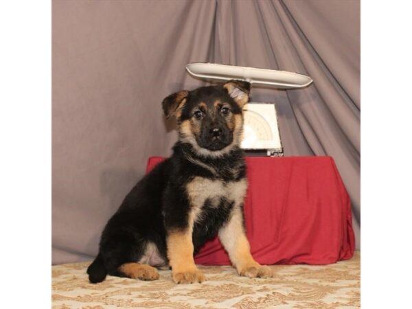 German Shepherd Dog DOG Female Black / Tan 21563 Petland Las Vegas, Nevada