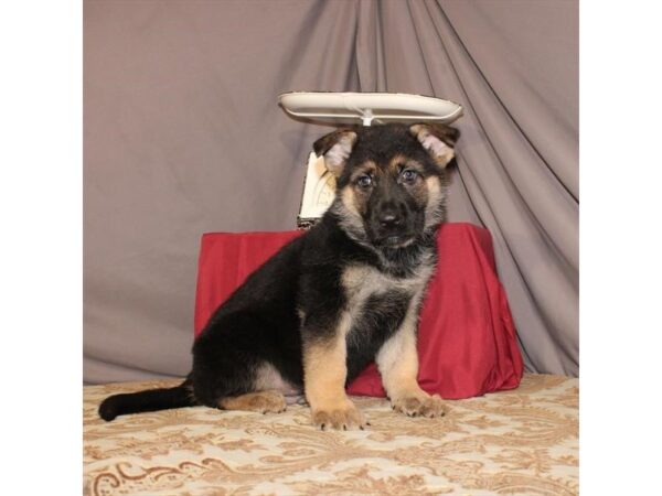 German Shepherd Dog DOG Male Black / Tan 21564 Petland Las Vegas, Nevada