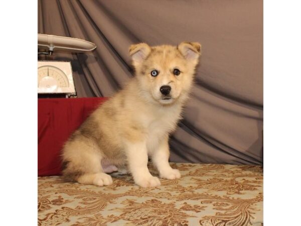 Australian Shepherd/Siberian Husky-DOG-Male-Red Merle-21565-Petland Las Vegas, Nevada