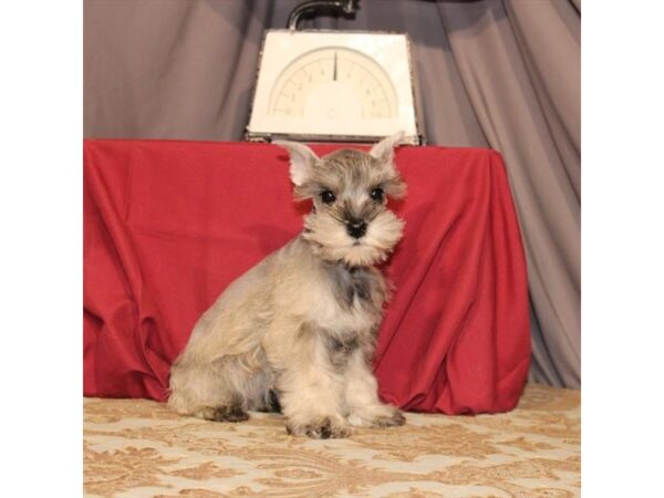 Miniature Schnauzer DOG Male Salt / Pepper 21558 Petland Las Vegas, Nevada