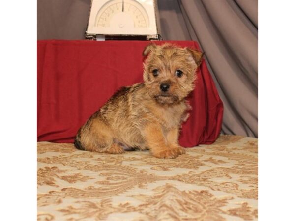 Cairn Terrier DOG Male Wheaten 21554 Petland Las Vegas, Nevada