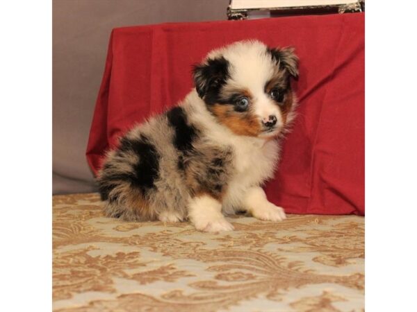 Australian Shepherd DOG Female Blue Merle 21552 Petland Las Vegas, Nevada