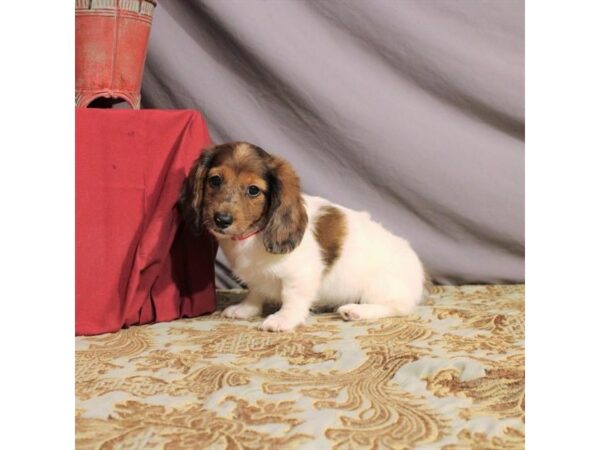 Dachshund DOG Male Red 21555 Petland Las Vegas, Nevada