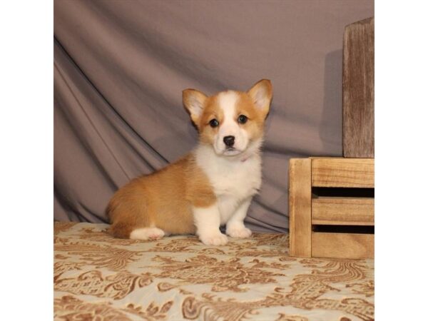 Pembroke Welsh Corgi DOG Female Red 21559 Petland Las Vegas, Nevada