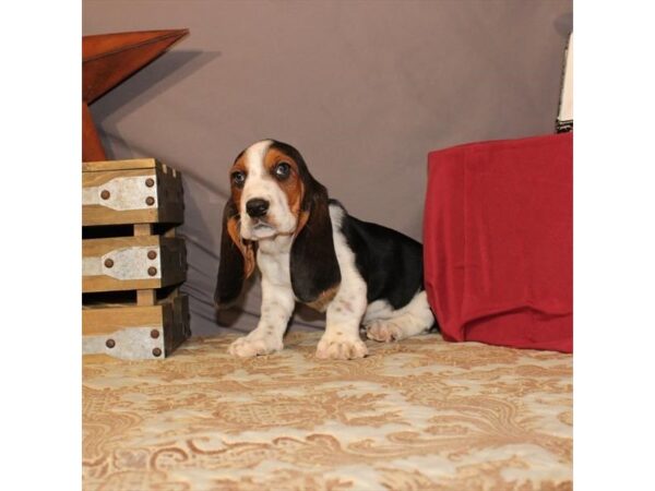 Basset Hound DOG Female Black / Tan 21553 Petland Las Vegas, Nevada