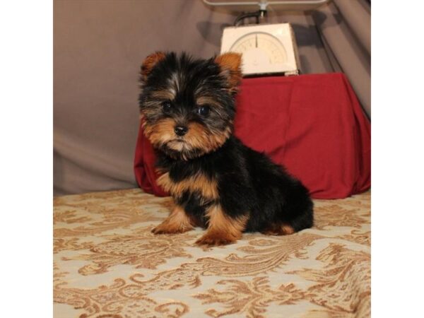 Yorkshire Terrier DOG Male Black / Tan 21562 Petland Las Vegas, Nevada