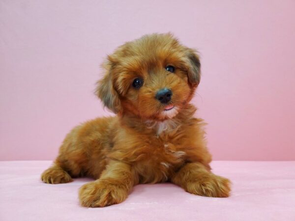 Miniature Australian Shepherd/Poodle DOG Female Red 21568 Petland Las Vegas, Nevada